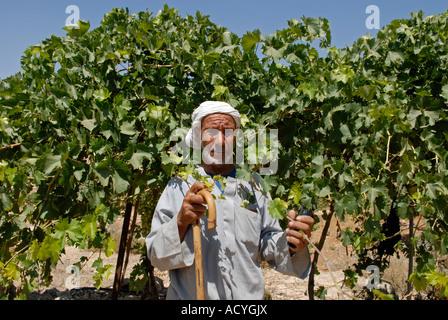 Un vieux villageois palestiniens à sa vigne dans la grotte hameau de Khirbet Susya en Cisjordanie Israël Banque D'Images