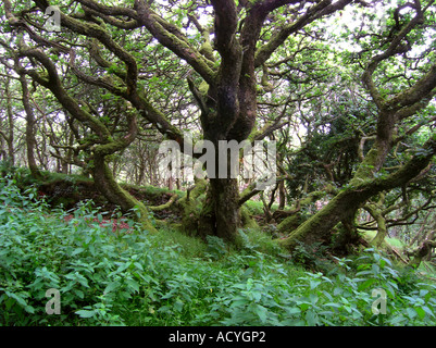 Bois d'Exmoor avec des branches d'arbres rabougris britannique ancienne forêt de chênes, Angleterre Royaume-Uni Banque D'Images