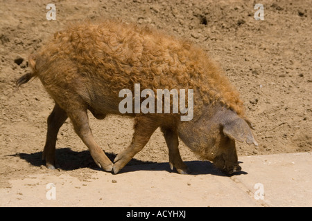 Cochon laineux mangalica rouge hongrois Banque D'Images