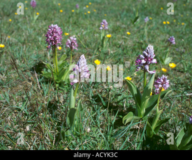 Les orchidées "militaire" (Orchis militaris), Karums Alvar site préhistorique, Öland, Suède. Banque D'Images