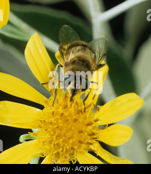 Eristalis tenax fly Drone adulte sur une fleur jaune Compositae Banque D'Images