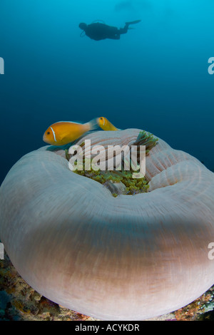 Un plongeur plane au-dessus d'une anémone magnifique et une paire de Rose poisson clown dans la République de Palau, en Micronésie. Banque D'Images