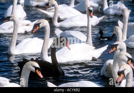 Black Swan chez les cygnes blancs Abbotsbury Dorset Banque D'Images