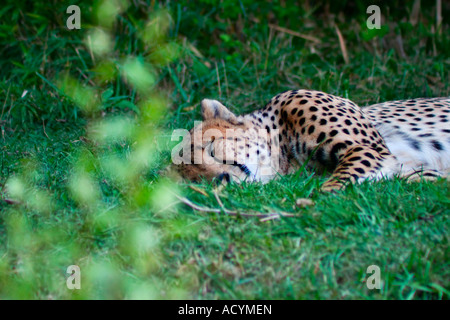 Cheetah couchage Banque D'Images