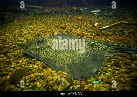 Un Thornback ray Raja clavata repose au fond de la mer. Le Thornback ray est la plus courante dans les océans. Banque D'Images