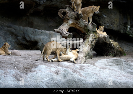 Lions dans un zoo Banque D'Images