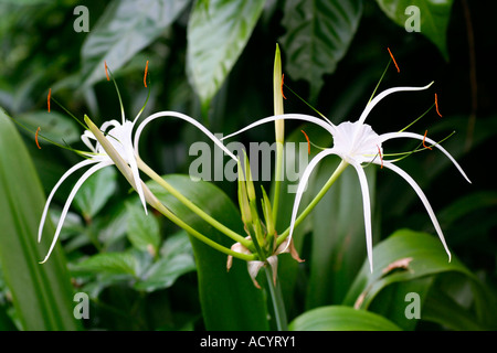 SPIDER LILY Hymenocallis occidentalis Banque D'Images