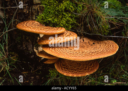 S dryade champignon Polyporus Squamosus selle poison Banque D'Images