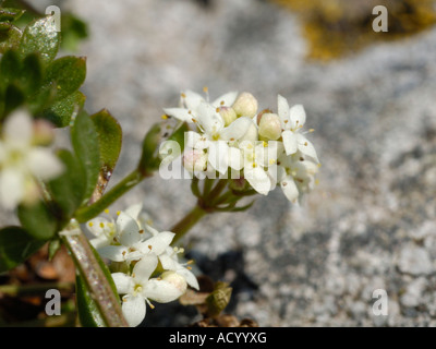 Le gaillet, le Galium saxatile Heath Banque D'Images