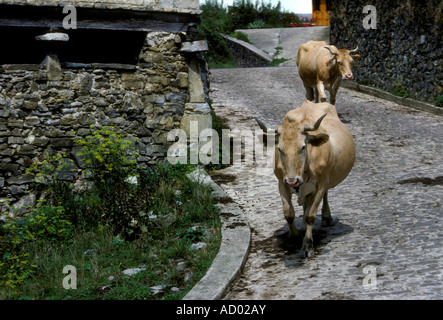 2 deux vaches marcher dans rue étroite dans le pays Basque espagnol dans le village d'Aria Espagne Europe Banque D'Images