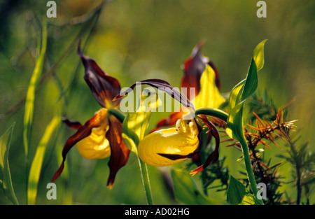 Cypripedium calceolus , chaussons de la Dame , alias Slipper de la Dame , Slipper de la Dame Banque D'Images