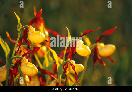 Cypripedium calceolus , chaussons de la Dame , alias Slipper de la Dame , Slipper de la Dame Banque D'Images