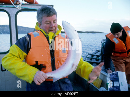 Angus Mcmillian appuie fièrement l'un de ses saumons d'organiquement capturé dans les eaux cristallines de la côte de Ni Banque D'Images