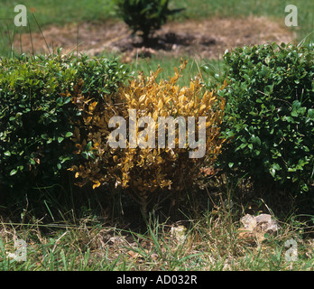 Le dépérissement de Volutella buxi plante morte dans un établissement couverture parterre Banque D'Images