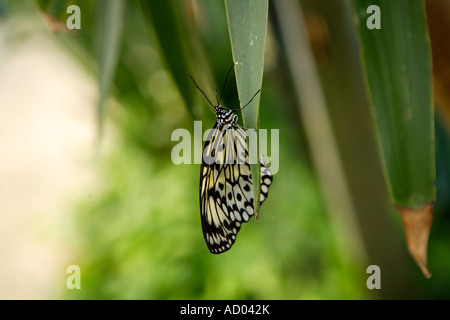 Papillon, Symonds Yat, Wye Valley, en Angleterre. Banque D'Images