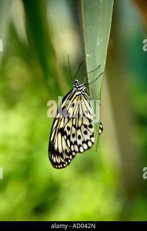 Papillon, Symonds Yat, Wye Valley, en Angleterre. Banque D'Images