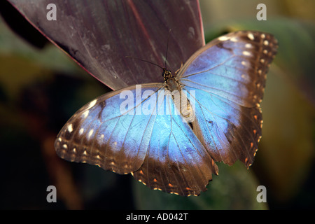 Grand Papillon bleu, Symonds Yat, Wye Valley, en Angleterre. Banque D'Images