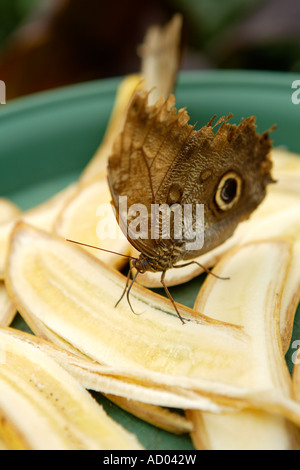 Papillon, Symonds Yat, Wye Valley, en Angleterre. Banque D'Images