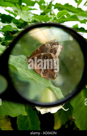 Grande loupe en buttefly tropical. Banque D'Images