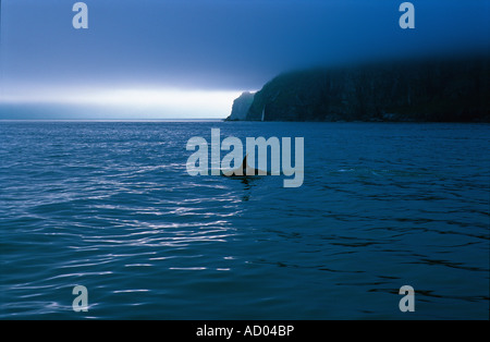 Un orque sauvage montrant sa fin, dans des tons de bleu profond en fin de soirée coucher du soleil à la surface de la mer encore Océan Pacifique Nord Kamchatka Banque D'Images