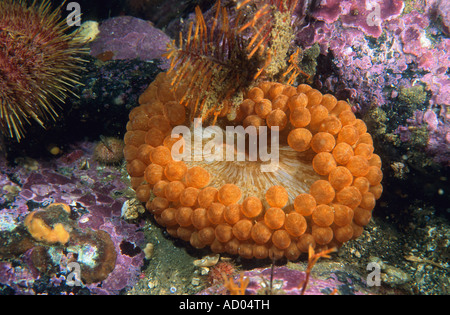 Variété Couleur inhabituelle de l'anémone de mer du Pacifique Nord Cribrinopsis olegi Actiniaria tentacules émoussé du Kamtchatka mer bas Banque D'Images