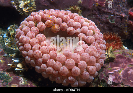 Variété Couleur inhabituelle de l'anémone de mer du Pacifique Nord Cribrinopsis olegi Actiniaria tentacules émoussé du Kamtchatka mer bas Banque D'Images