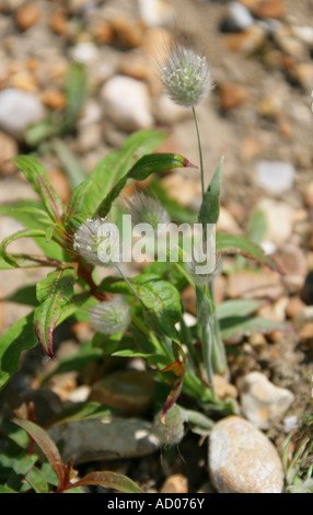 Haresfoot Trifolium arvense, trèfle, Fabaceae (Leguminosae) Banque D'Images