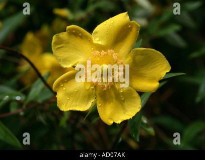 Millepertuis, Hypericum patulum, Hypericaceae. Himalaya, Chine, Japon. Banque D'Images