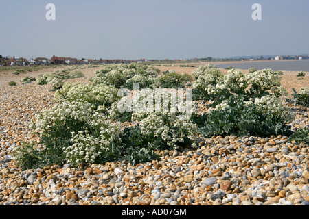 Kale de mer, Crambe maritima, Brassicaceae, Cruciferae. Chou Banque D'Images