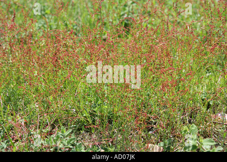 Moutons Sorrel Rumex acetosella Polygonaceae Banque D'Images