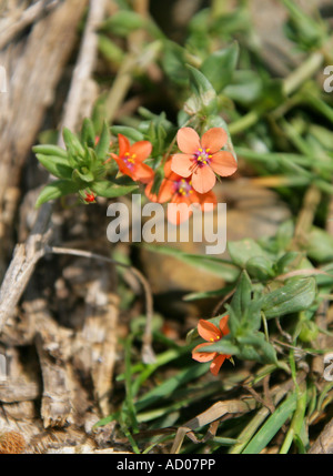 Scarlet Pimpernel, Anagallis arvensis, Primulaceae Banque D'Images