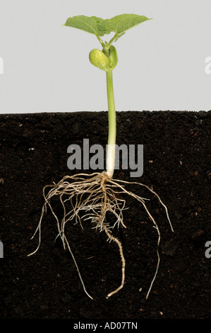 Étape 5 série montrant la germination d'une graine de haricot vert jusqu'à la premières vraies feuilles Banque D'Images