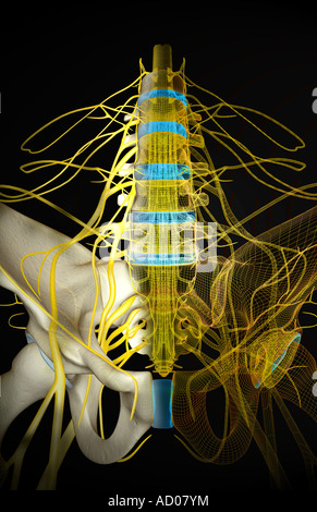 Innervation du bassin Banque D'Images