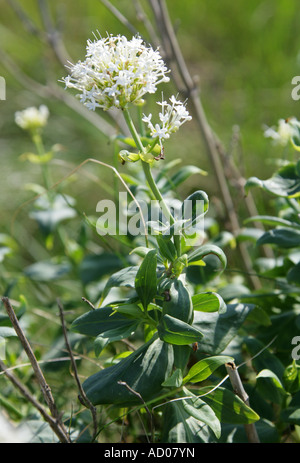 La valériane rouge dans sa forme blanche Centranthus ruber Valérianacées Banque D'Images