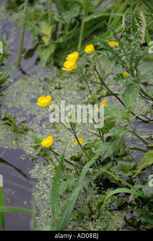 La Renoncule rampante Ranunculus repens Ranunculaceae Banque D'Images