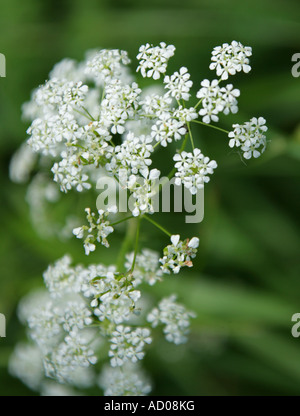 Cow parsley Anthriscus sylvestris Apiaceae Umbelliferae Banque D'Images