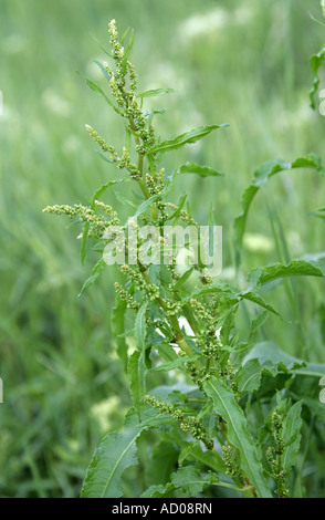 Rumex obtusifolius Dock à larges feuilles Polygonaceae Banque D'Images