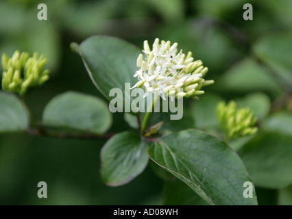 Cornus sanguinea Cornouiller Banque D'Images