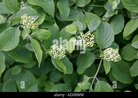 Cornus sanguinea Cornouiller Banque D'Images