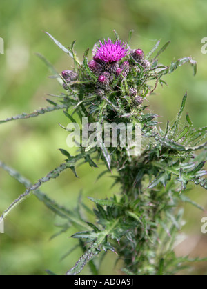 Lance ou Chardon commun, Cirsium vulgare, Asteraceae, composées Banque D'Images