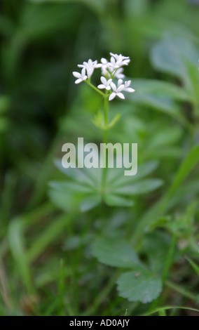 Woodruff, Galium odoratum, Rubiaceae Banque D'Images