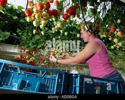 Jeune femme part le ramassage et le tri des fraises mûres fraîches dans une grande serre Noord Brabant aux Pays-Bas Banque D'Images