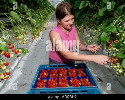Jeune femme part le ramassage et le tri des fraises mûres fraîches dans une grande serre Noord Brabant aux Pays-Bas Banque D'Images