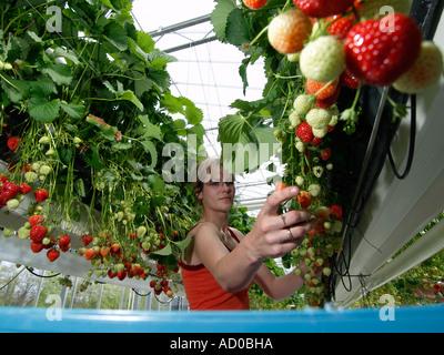 Jeune femme part le ramassage et le tri des fraises mûres fraîches dans une grande serre Noord Brabant aux Pays-Bas Banque D'Images