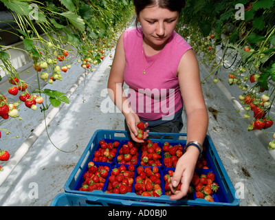 Jeune femme part le ramassage et le tri des fraises dans une grande serre Noord Brabant aux Pays-Bas Banque D'Images