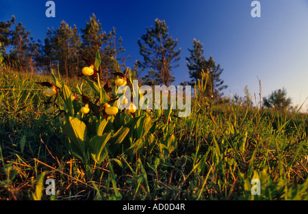 Cypripedium calceolus Dame , Chaussons , alias Lady's Slipper ,-de-passereau , Ladyslipper Banque D'Images