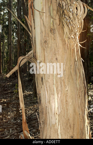 L'excrétion d'eucalyptus de l'écorce, le CIES, archipel Espagne Banque D'Images