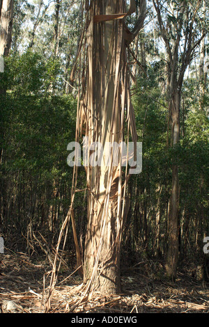 L'excrétion d'eucalyptus de l'écorce, le CIES, archipel Espagne Banque D'Images