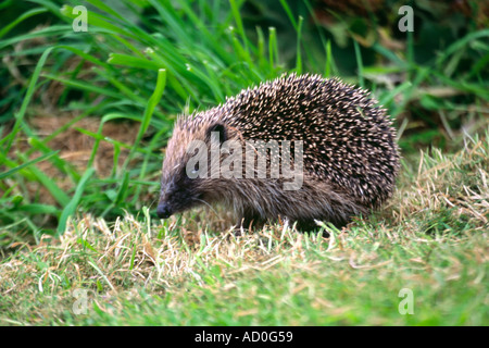 Hérisson Erinaceus Europaeus sur l'herbe Banque D'Images