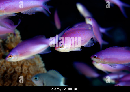 La Reine pourpre anthias Pseudanthias pascalus Kosrae Micronésie Banque D'Images